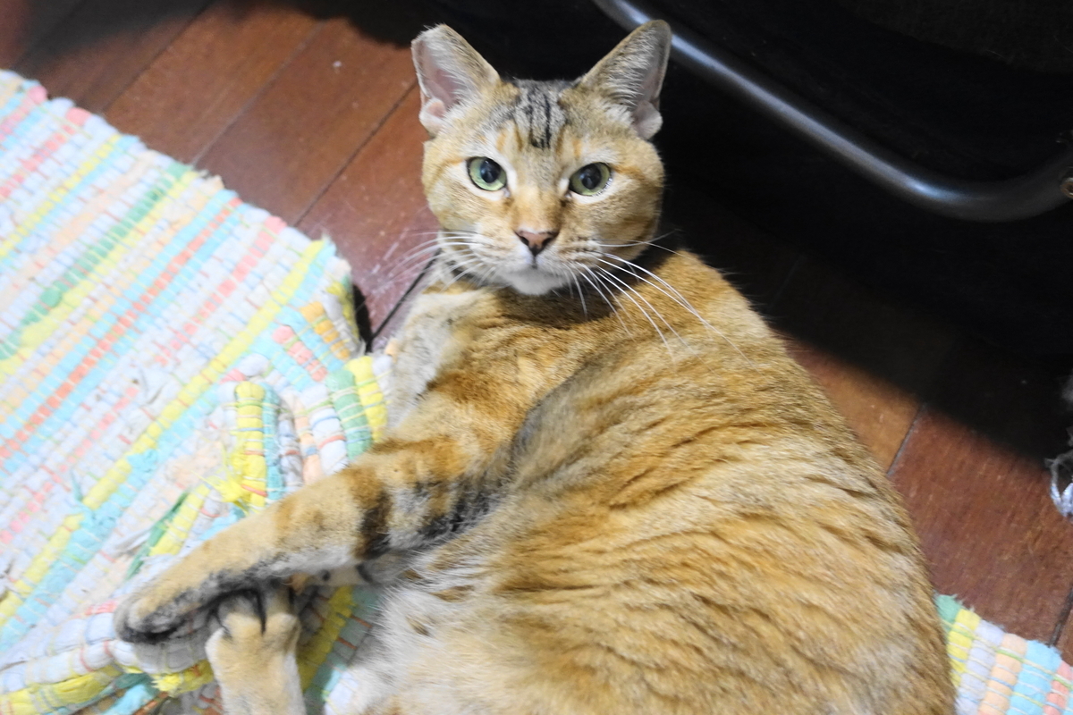 f:id:shigeo-t:20191007102931j:plain