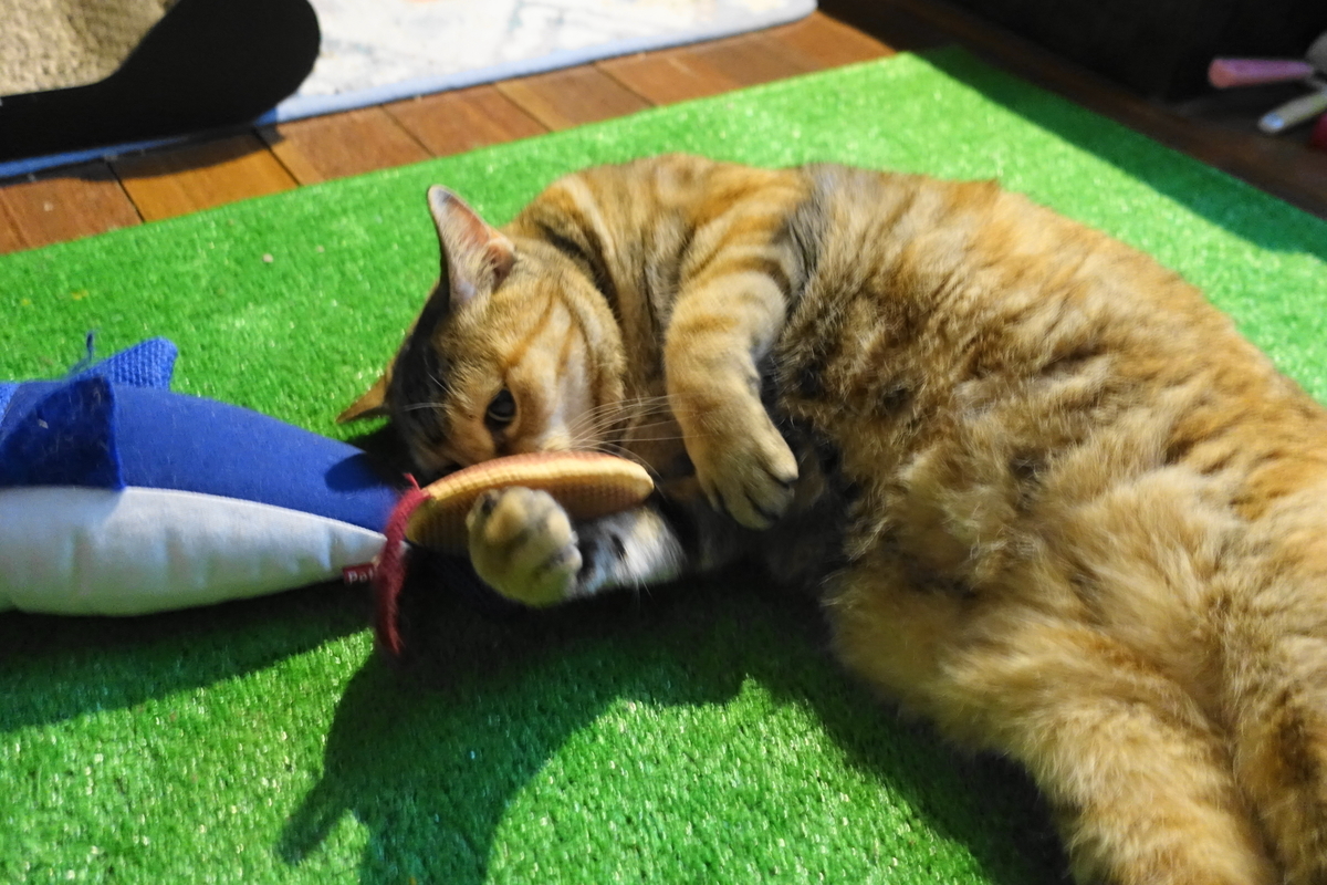 f:id:shigeo-t:20191007103256j:plain