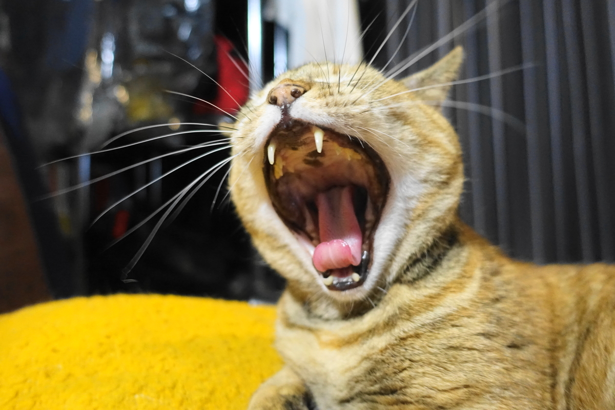 f:id:shigeo-t:20191007103424j:plain