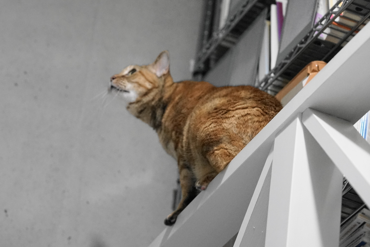 f:id:shigeo-t:20191007103543j:plain