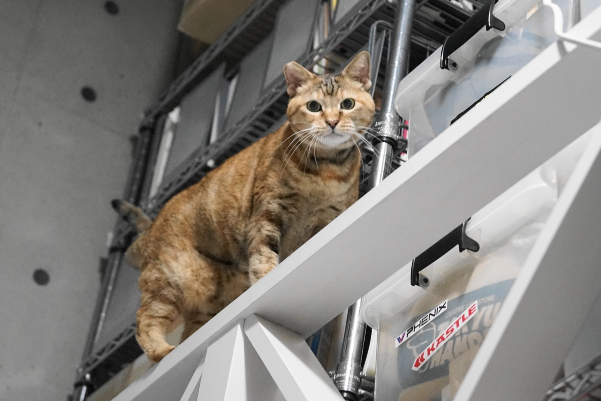 f:id:shigeo-t:20191007103643j:plain