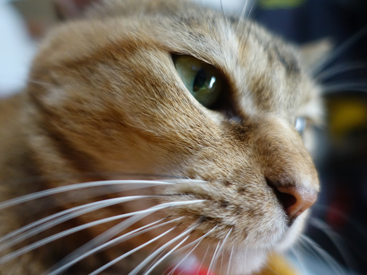 f:id:shigeo-t:20191007103810j:plain