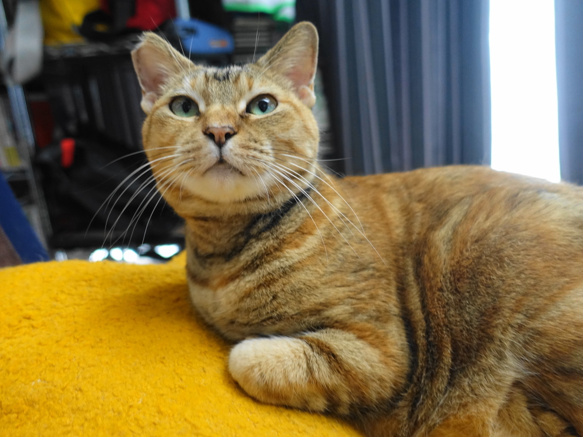 f:id:shigeo-t:20191007103848j:plain