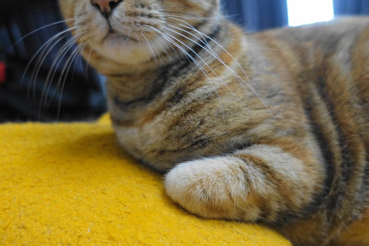 f:id:shigeo-t:20191007103901j:plain