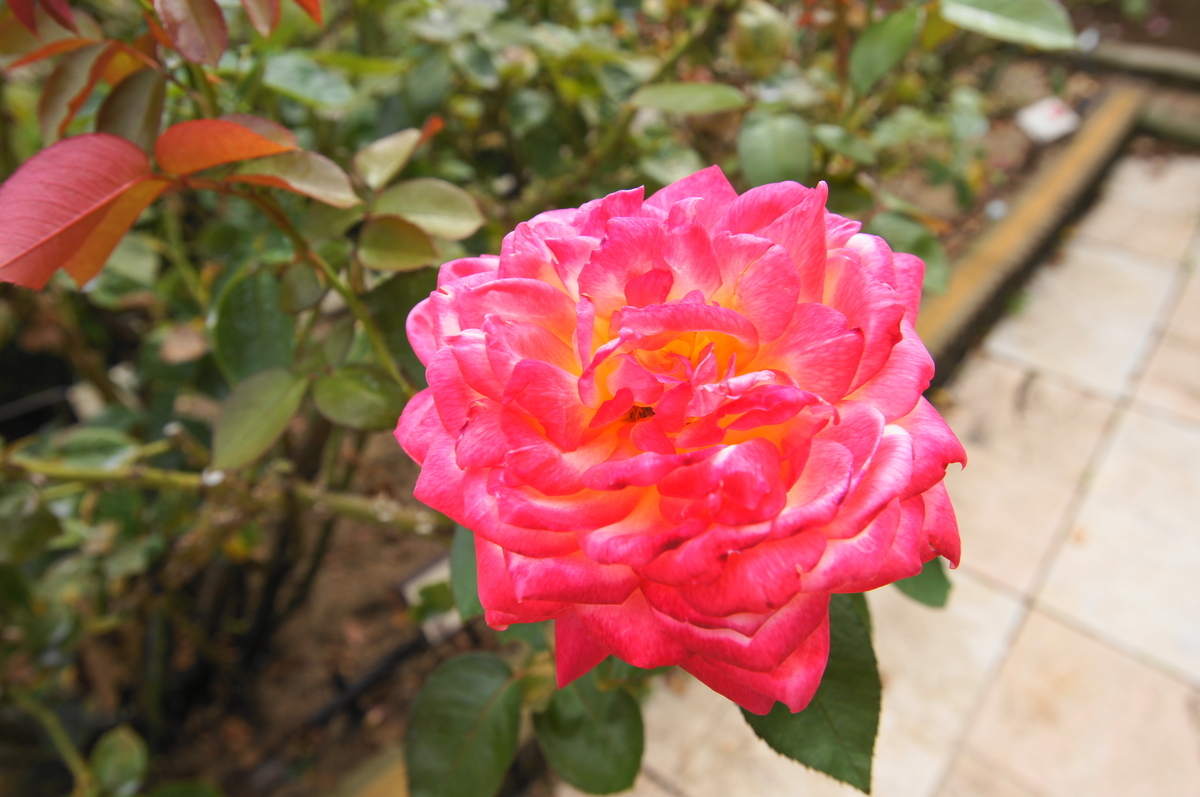 f:id:shigeo-t:20191010144836j:plain