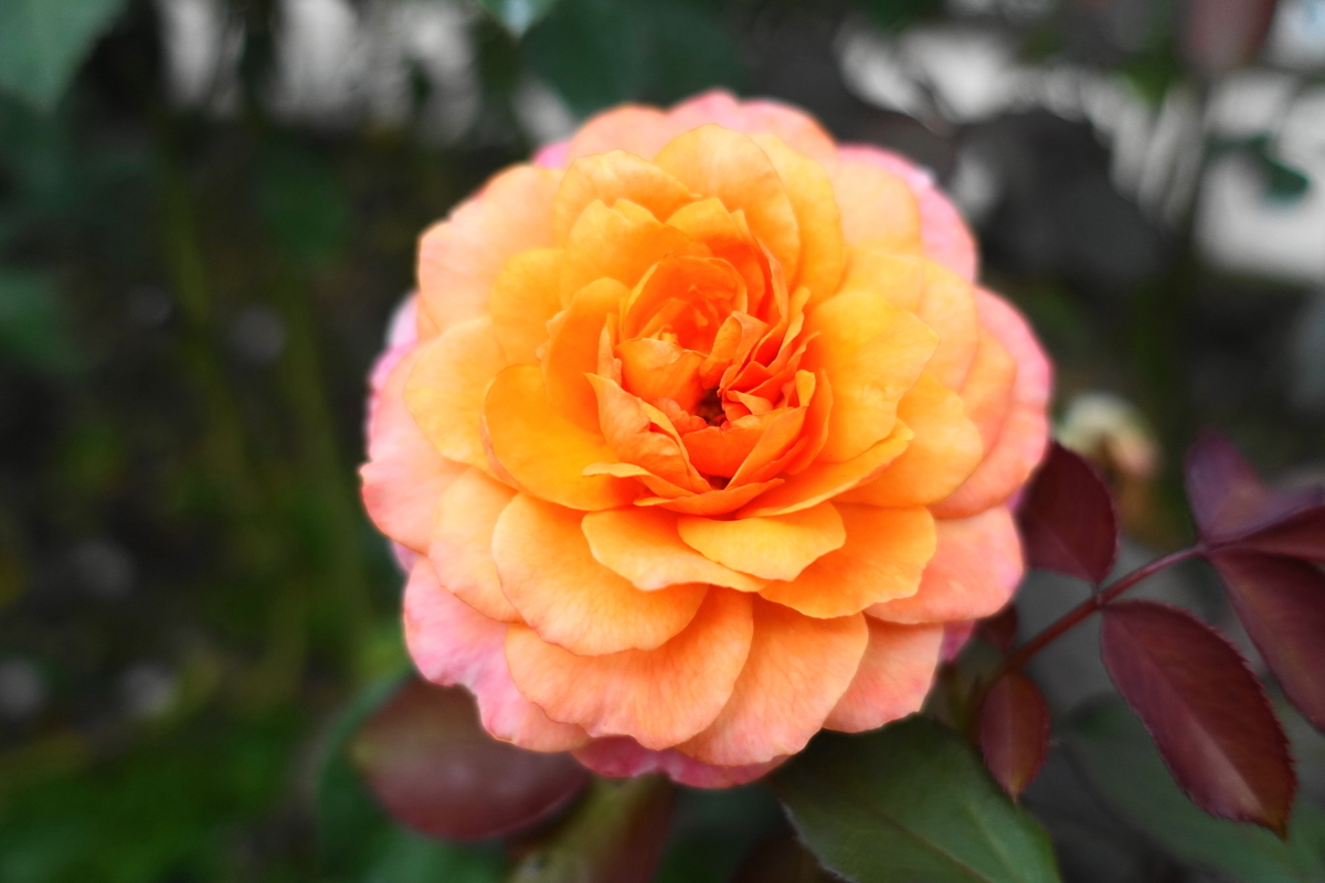 f:id:shigeo-t:20191010145201j:plain