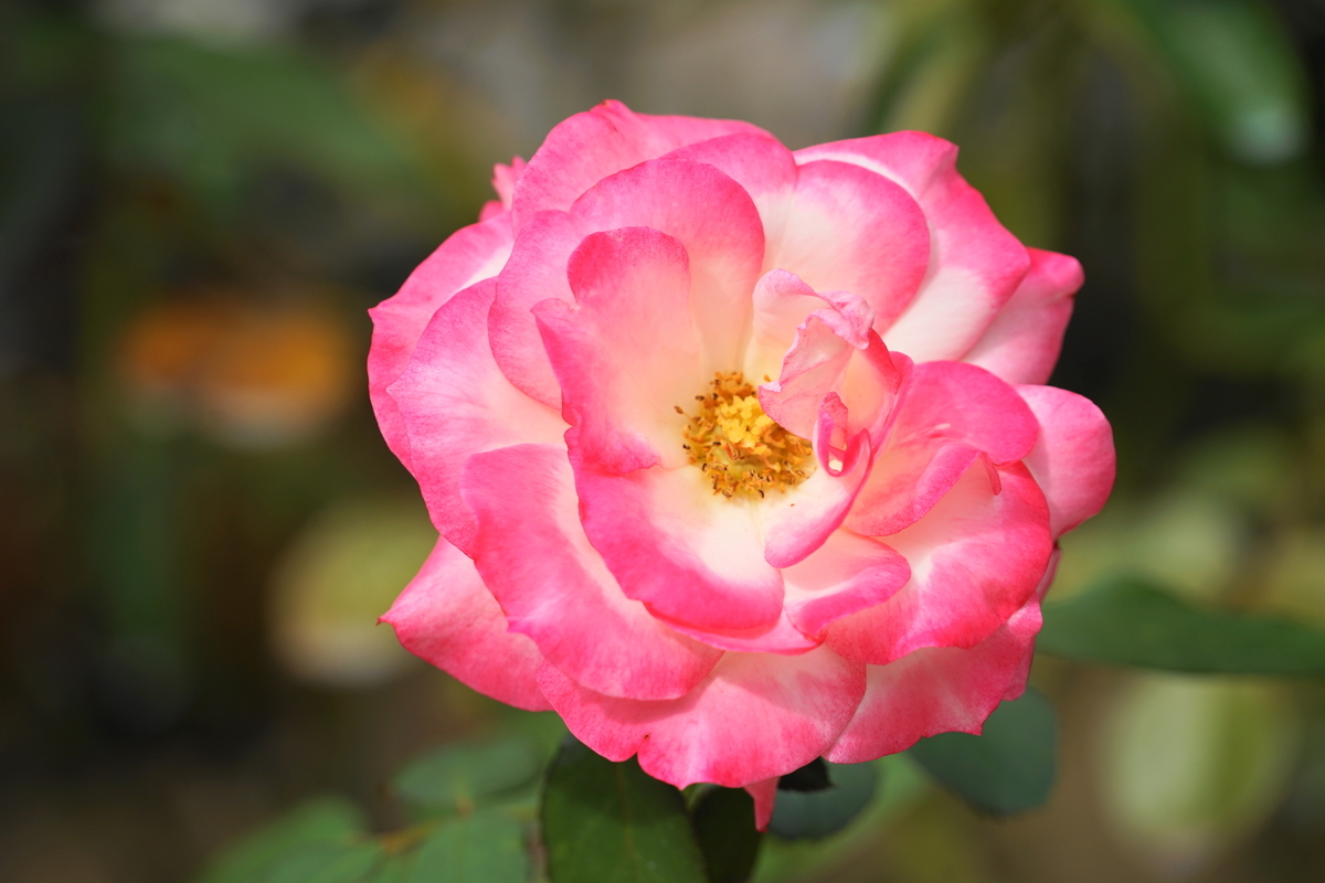 f:id:shigeo-t:20191010145252j:plain
