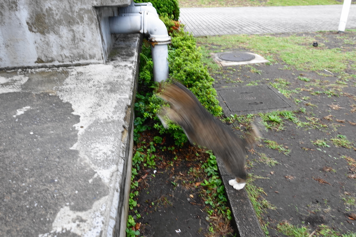 f:id:shigeo-t:20191020093926j:plain f:id:shigeo-t:20191020093926j:plain