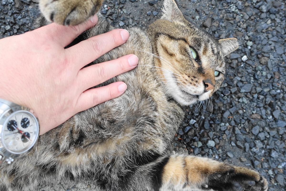 f:id:shigeo-t:20191020094355j:plain f:id:shigeo-t:20191020094355j:plain