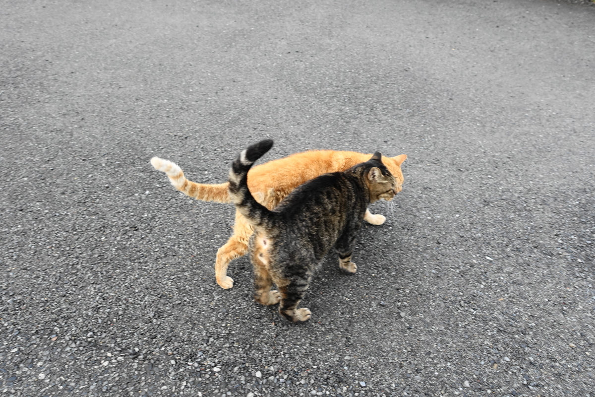 f:id:shigeo-t:20191020094444j:plain f:id:shigeo-t:20191020094444j:plain