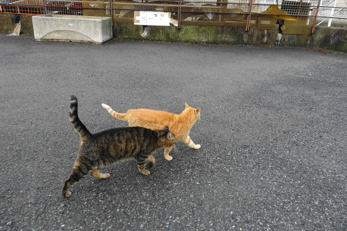 f:id:shigeo-t:20191020094551j:plain f:id:shigeo-t:20191020094551j:plain