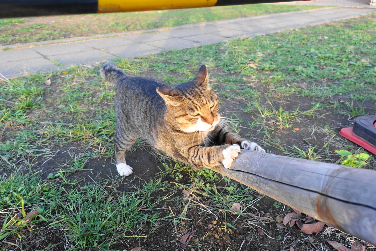 f:id:shigeo-t:20191020095550j:plain f:id:shigeo-t:20191020095550j:plain