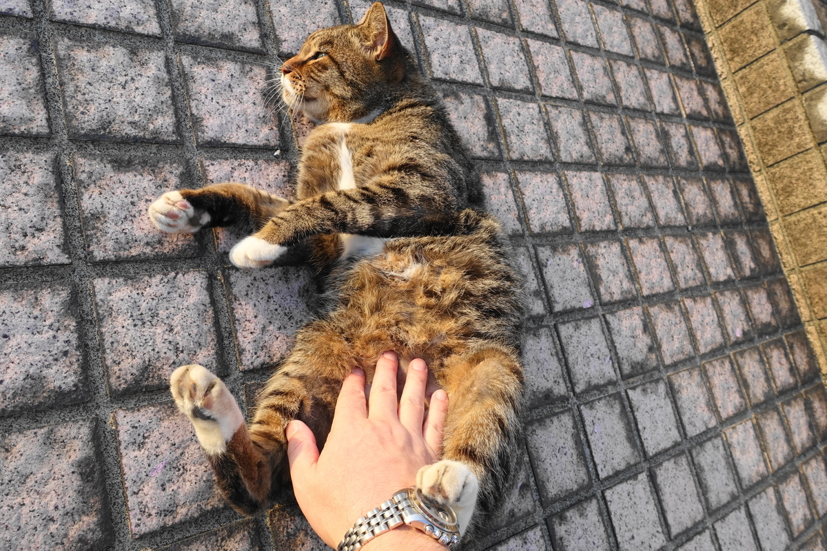f:id:shigeo-t:20191020095950j:plain f:id:shigeo-t:20191020095950j:plain