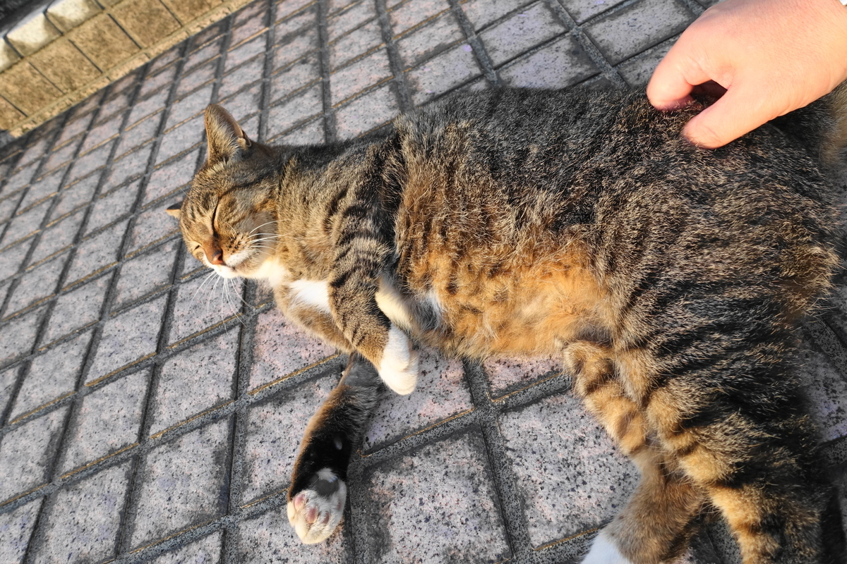 f:id:shigeo-t:20191020100011j:plain f:id:shigeo-t:20191020100011j:plain