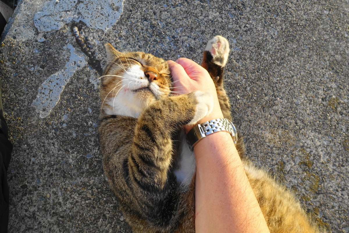 f:id:shigeo-t:20191020101521j:plain f:id:shigeo-t:20191020101521j:plain