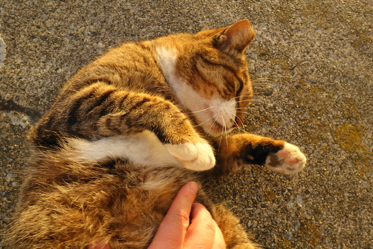 f:id:shigeo-t:20191020101537j:plain f:id:shigeo-t:20191020101537j:plain