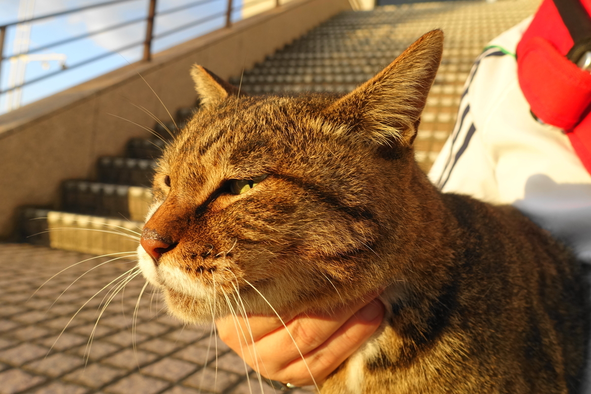 f:id:shigeo-t:20191020101732j:plain f:id:shigeo-t:20191020101732j:plain
