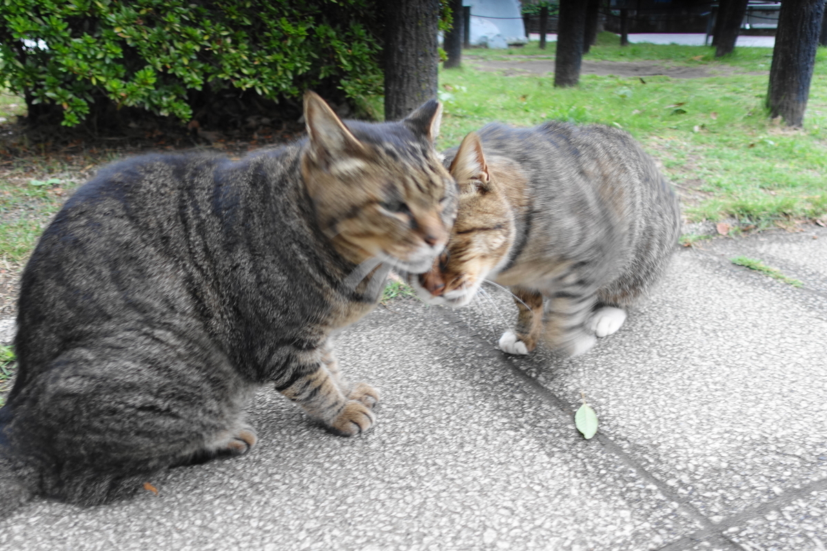f:id:shigeo-t:20191020102226j:plain f:id:shigeo-t:20191020102226j:plain