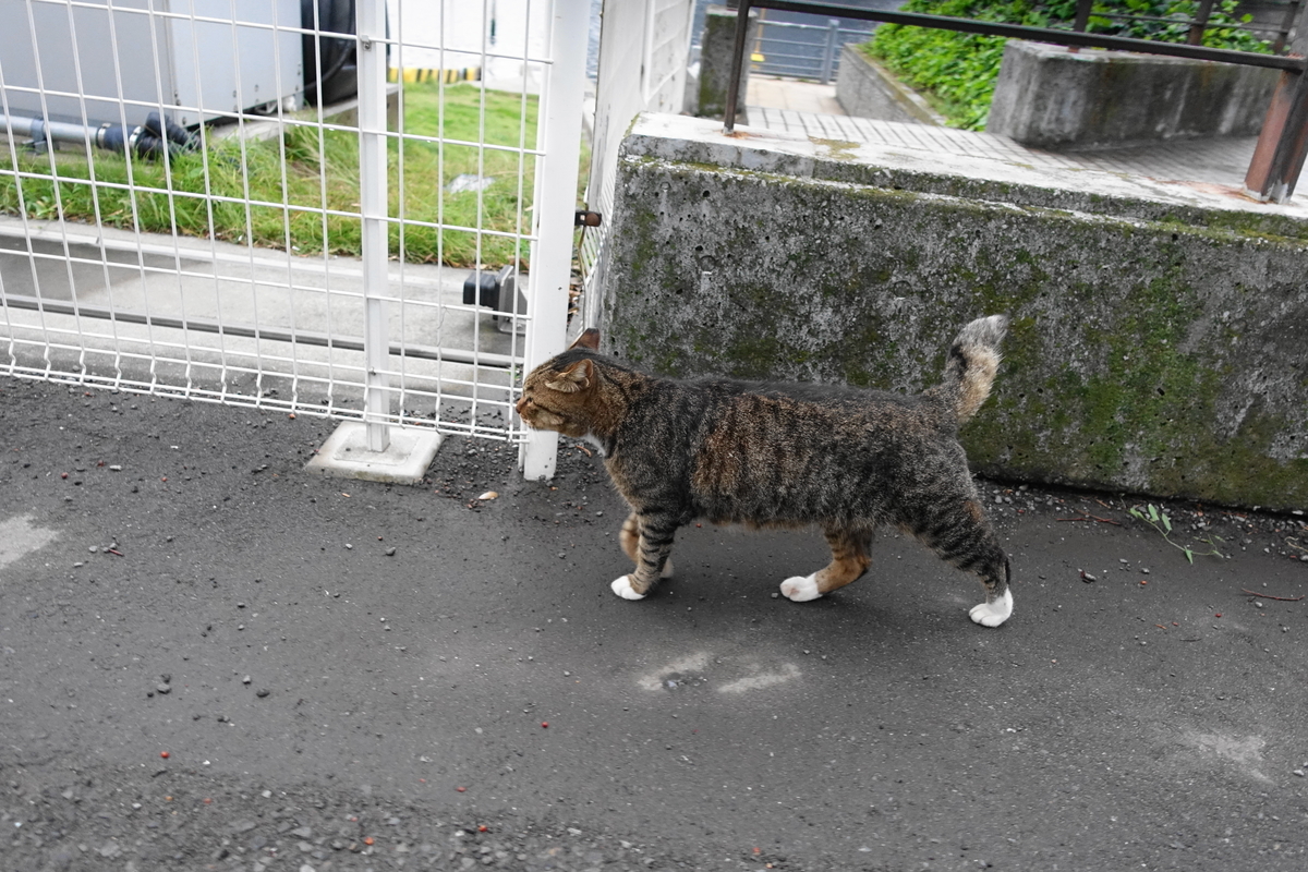 f:id:shigeo-t:20191020102409j:plain f:id:shigeo-t:20191020102409j:plain