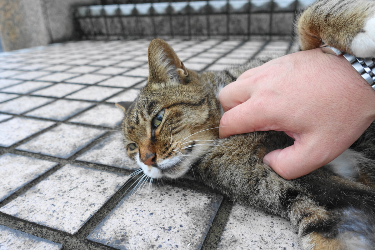 f:id:shigeo-t:20191020102658j:plain f:id:shigeo-t:20191020102658j:plain