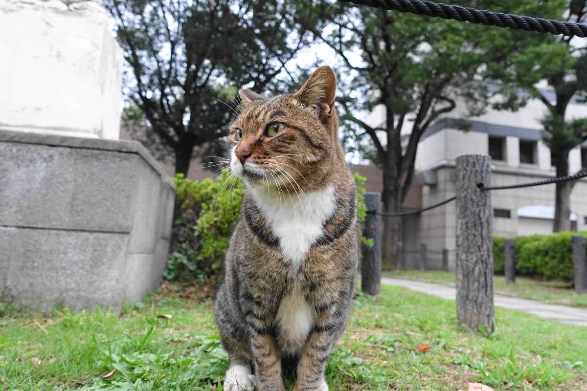 f:id:shigeo-t:20191020102744j:plain f:id:shigeo-t:20191020102744j:plain