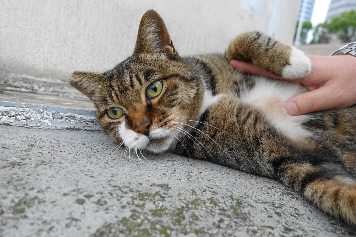 f:id:shigeo-t:20191020102839j:plain f:id:shigeo-t:20191020102839j:plain