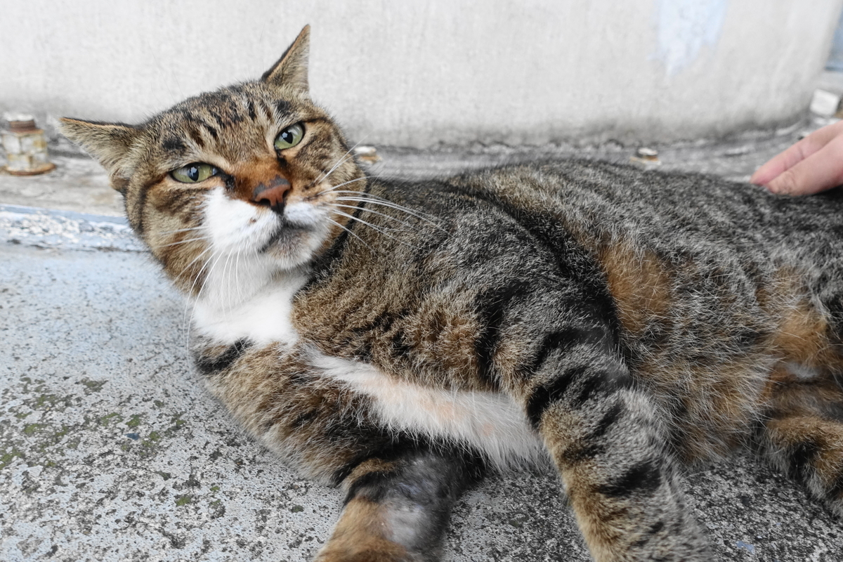 f:id:shigeo-t:20191020102906j:plain f:id:shigeo-t:20191020102906j:plain