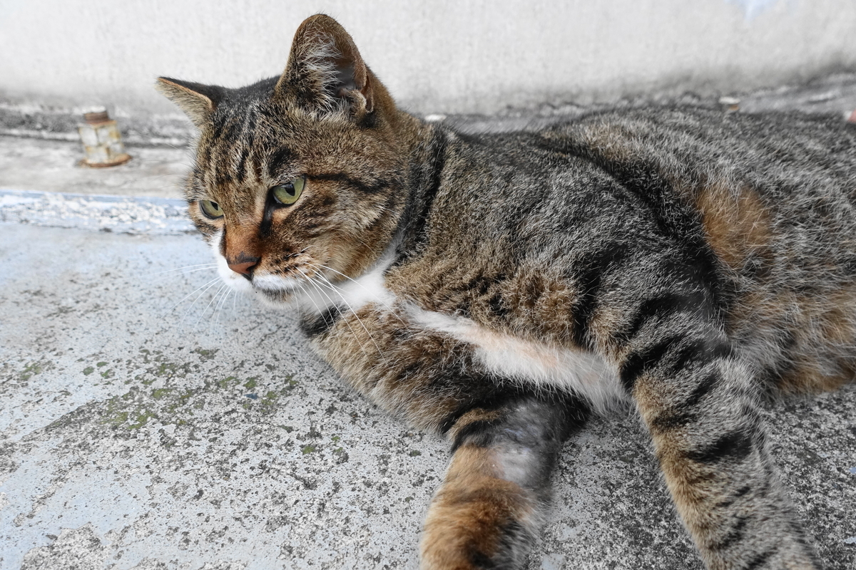 f:id:shigeo-t:20191020102920j:plain f:id:shigeo-t:20191020102920j:plain
