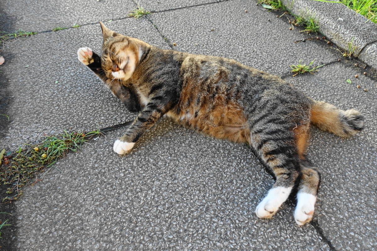 f:id:shigeo-t:20191021100909j:plain f:id:shigeo-t:20191021100909j:plain