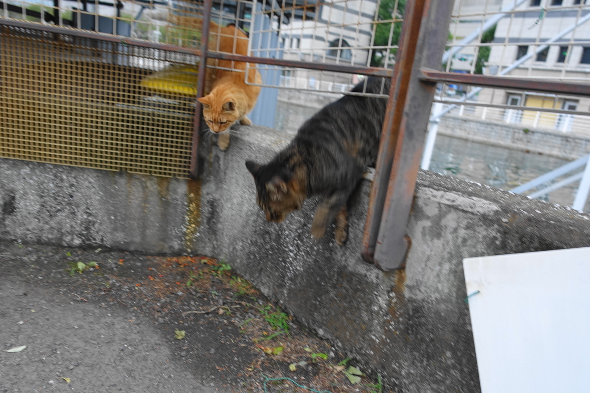 f:id:shigeo-t:20191022091755j:plain f:id:shigeo-t:20191022091755j:plain