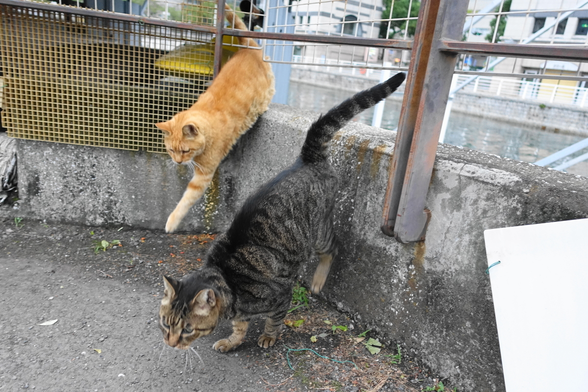 f:id:shigeo-t:20191022091757j:plain f:id:shigeo-t:20191022091757j:plain