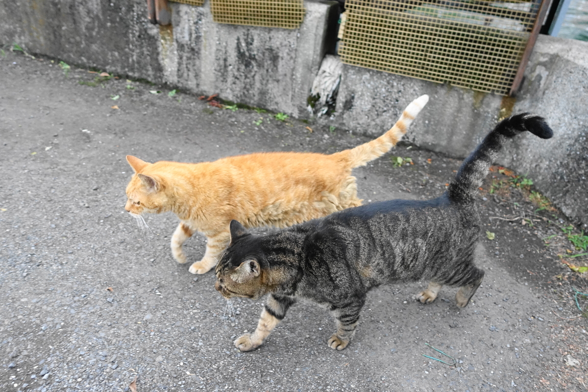 f:id:shigeo-t:20191022091801j:plain f:id:shigeo-t:20191022091801j:plain