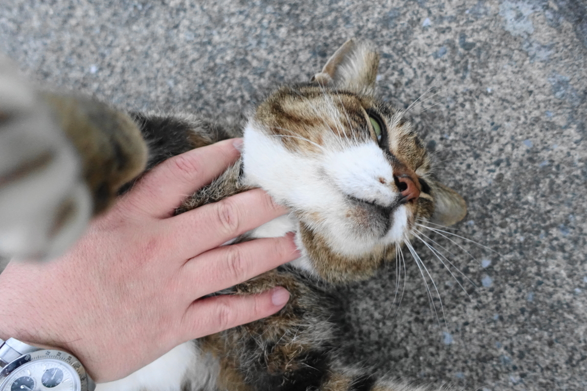 f:id:shigeo-t:20191022092801j:plain f:id:shigeo-t:20191022092801j:plain