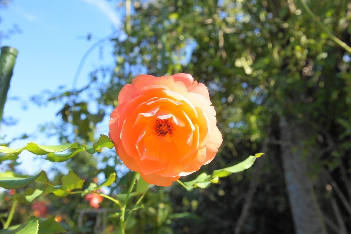 f:id:shigeo-t:20191023134644j:plain f:id:shigeo-t:20191023134644j:plain