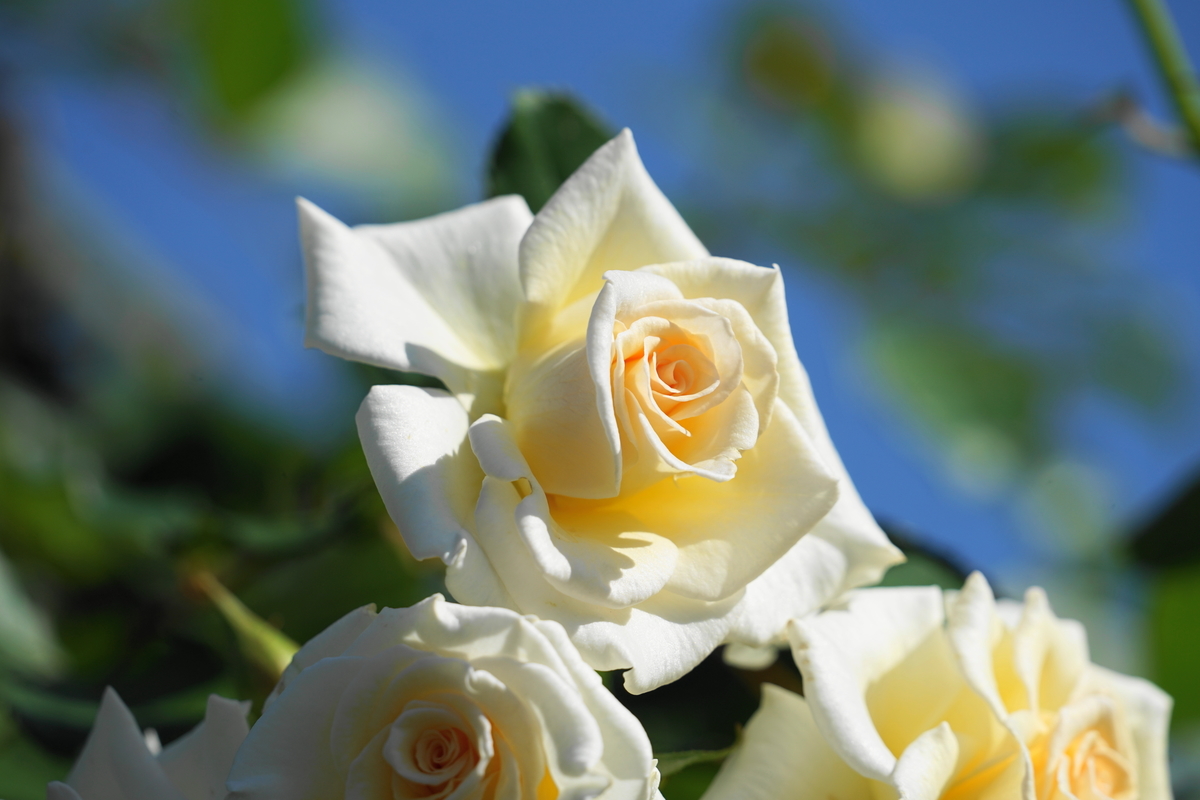 f:id:shigeo-t:20191023134921j:plain f:id:shigeo-t:20191023134921j:plain