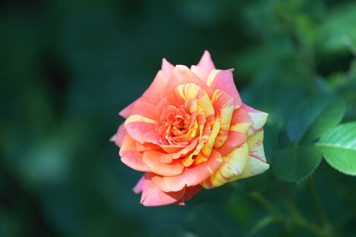 f:id:shigeo-t:20191023135838j:plain f:id:shigeo-t:20191023135838j:plain