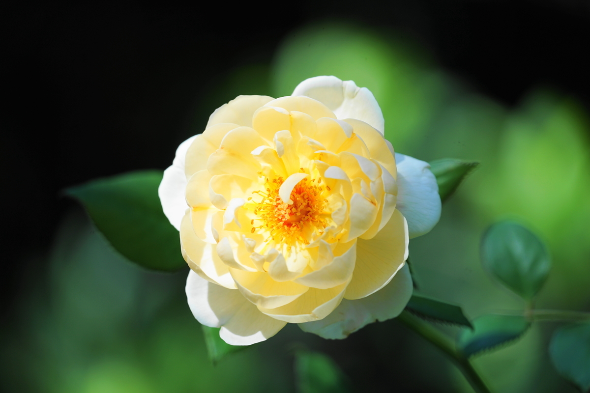 f:id:shigeo-t:20191023135859j:plain f:id:shigeo-t:20191023135859j:plain