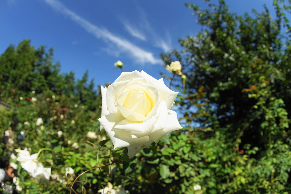 f:id:shigeo-t:20191023140031j:plain f:id:shigeo-t:20191023140031j:plain