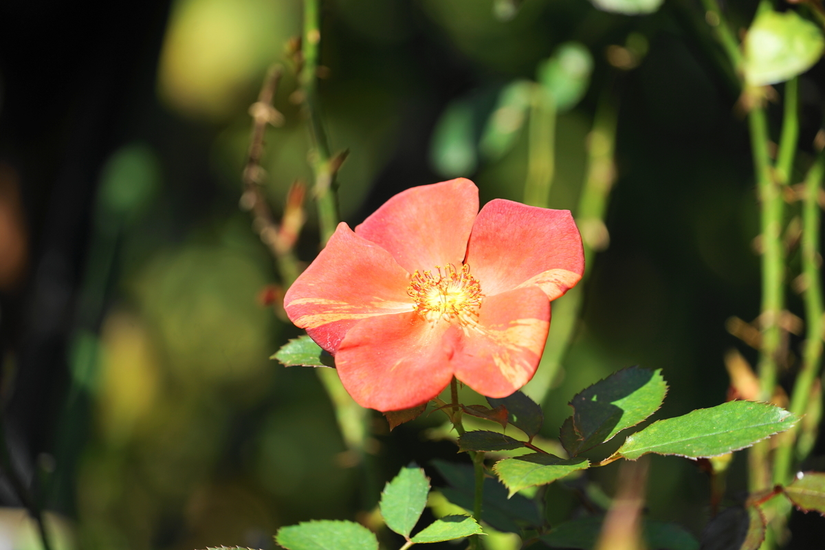 f:id:shigeo-t:20191023140945j:plain f:id:shigeo-t:20191023140945j:plain