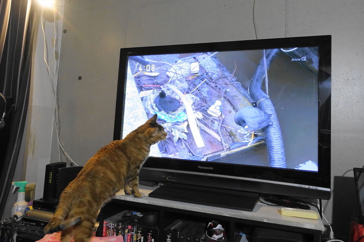 f:id:shigeo-t:20191024105401j:plain f:id:shigeo-t:20191024105401j:plain