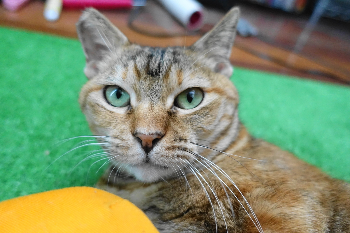 f:id:shigeo-t:20191024110310j:plain f:id:shigeo-t:20191024110310j:plain