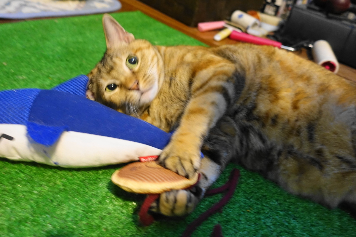 f:id:shigeo-t:20191024110359j:plain f:id:shigeo-t:20191024110359j:plain