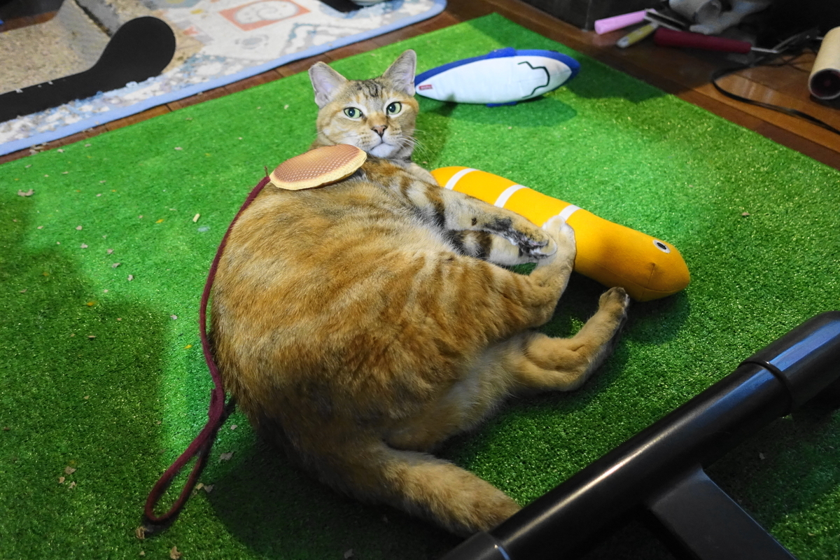 f:id:shigeo-t:20191024110459j:plain f:id:shigeo-t:20191024110459j:plain