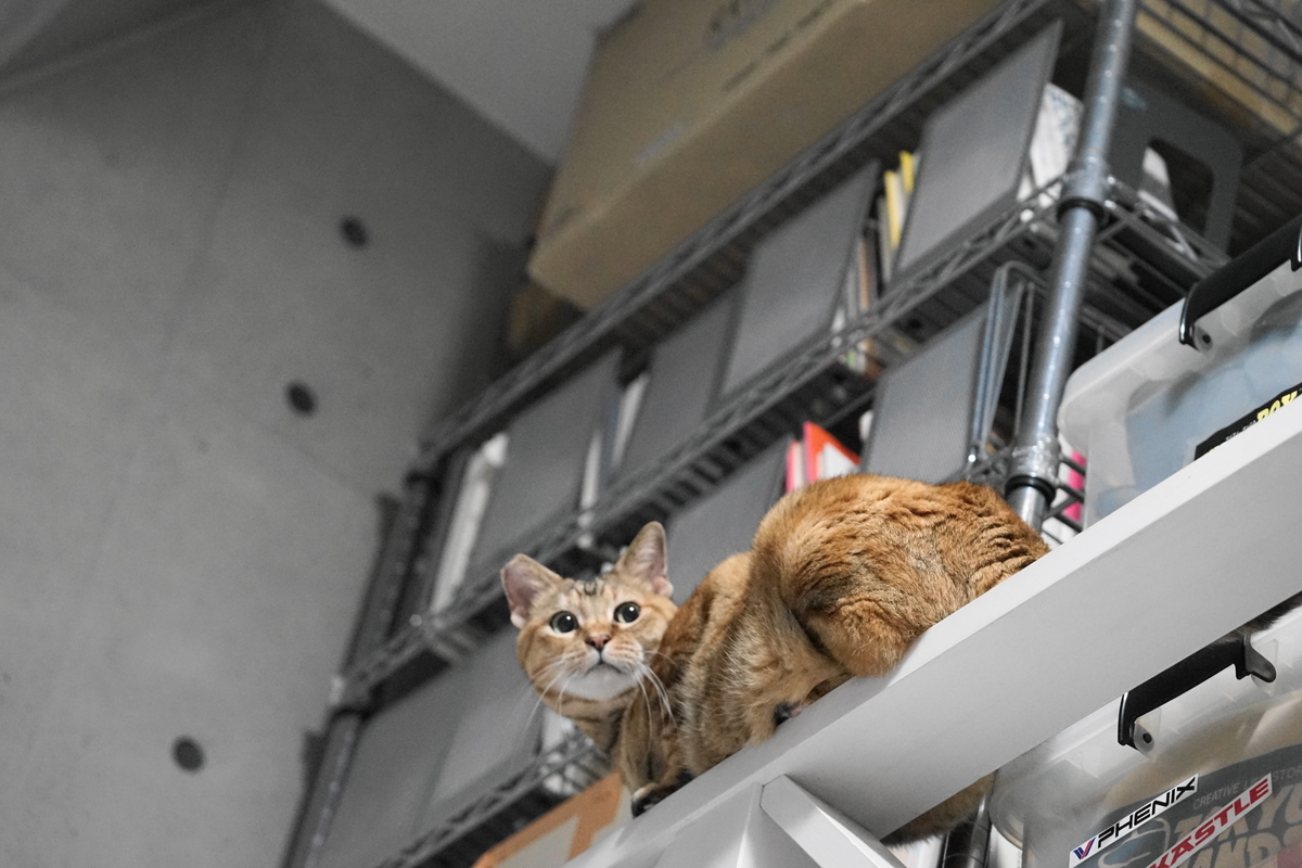 f:id:shigeo-t:20191024110701j:plain f:id:shigeo-t:20191024110701j:plain