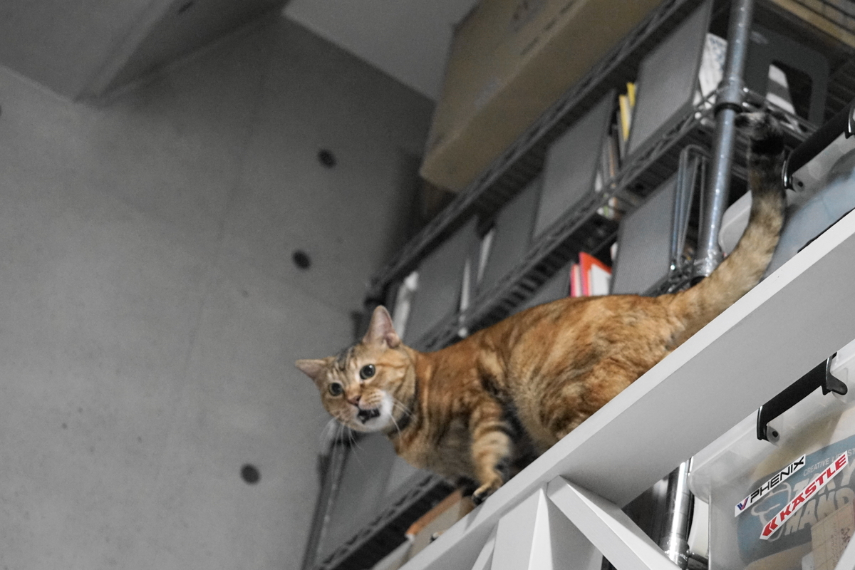 f:id:shigeo-t:20191024110827j:plain f:id:shigeo-t:20191024110827j:plain