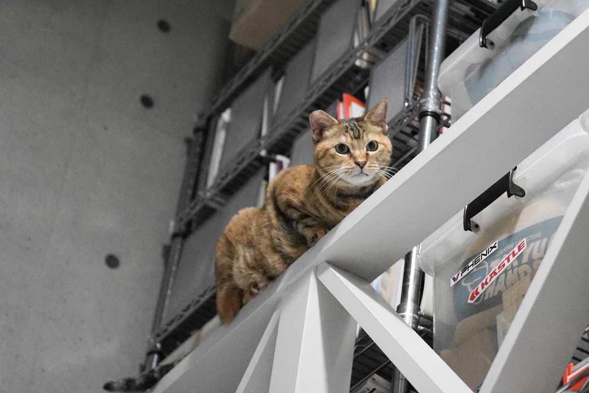 f:id:shigeo-t:20191024110901j:plain f:id:shigeo-t:20191024110901j:plain