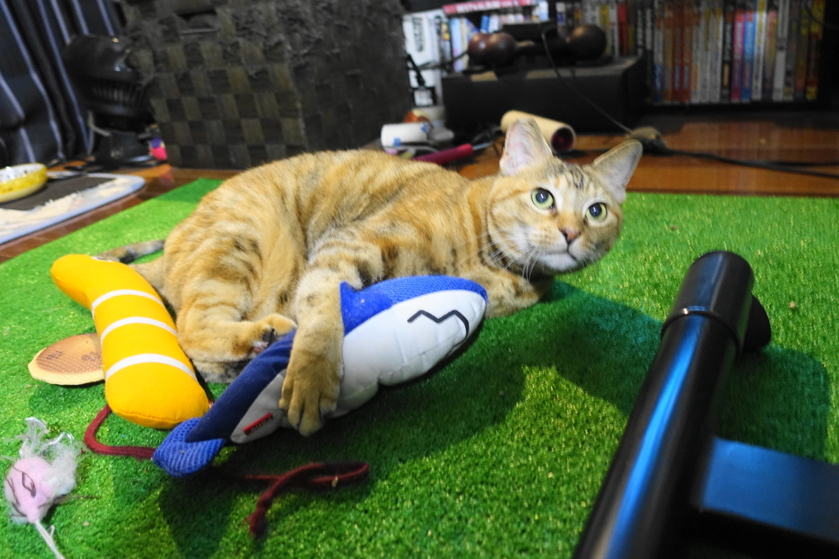 f:id:shigeo-t:20191024111351j:plain f:id:shigeo-t:20191024111351j:plain