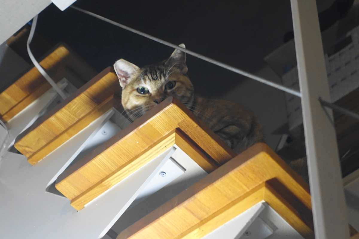 f:id:shigeo-t:20191024112358j:plain f:id:shigeo-t:20191024112358j:plain