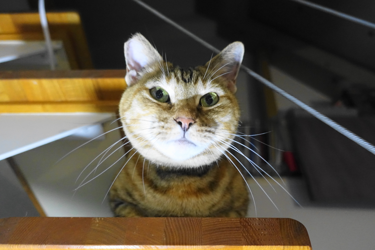 f:id:shigeo-t:20191024112430j:plain f:id:shigeo-t:20191024112430j:plain