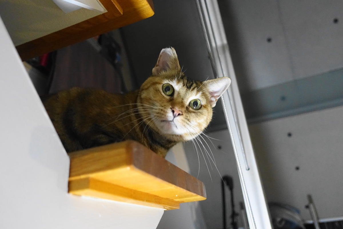 f:id:shigeo-t:20191024112634j:plain f:id:shigeo-t:20191024112634j:plain